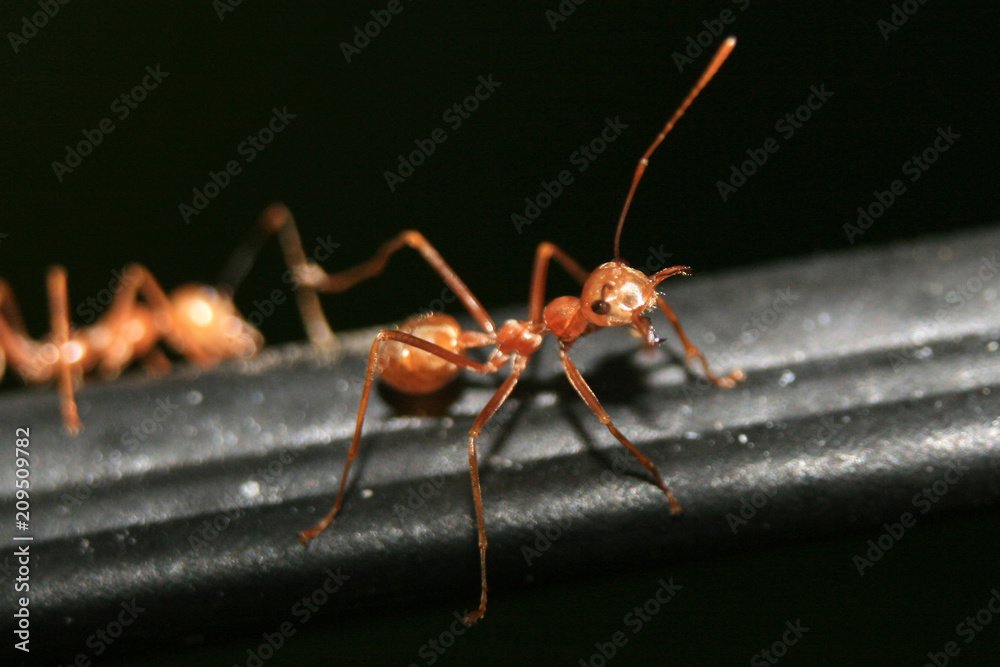 Red Ant Close Up Red Ant Close Up