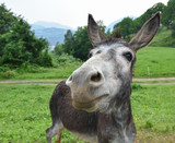 Muzzle of donkey - donkey snout in a field