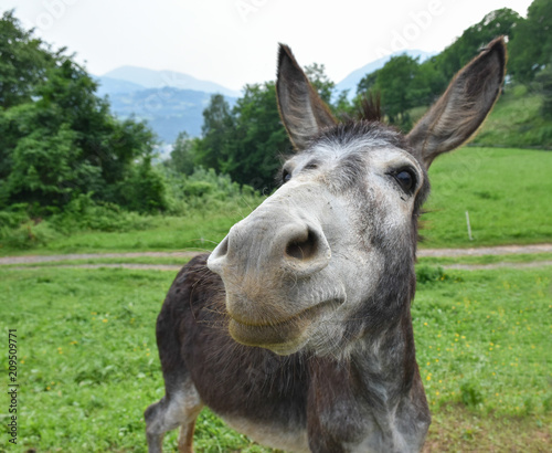 Muzzle of donkey - donkey snout in a field
