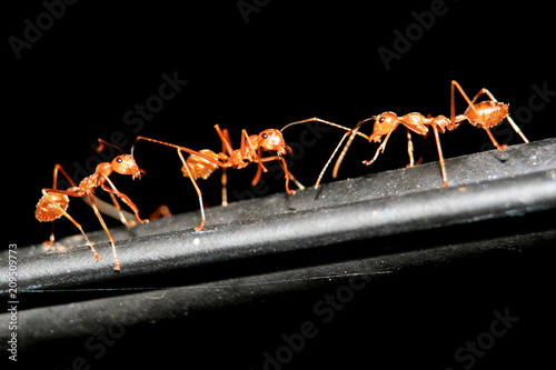 Red Ant Close Up