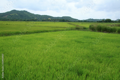 Rice Fields - Philippines