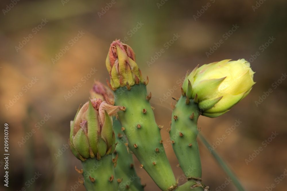 cactus flowers, three buds pre-bloom cactus flowers, three buds pre-bloom