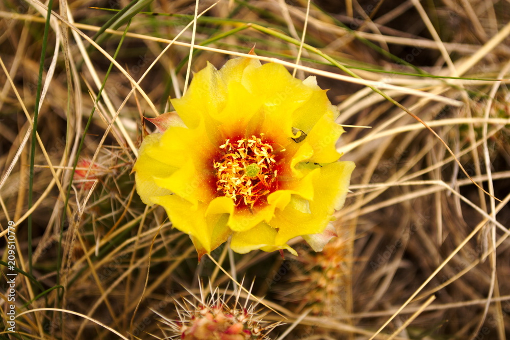 cactus flower, opuntia phaeacantha cactus flower, opuntia phaeacantha