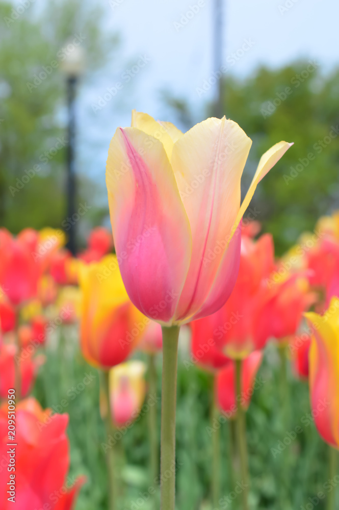 American Dream Tulips at Windmill Island Tulip Garden