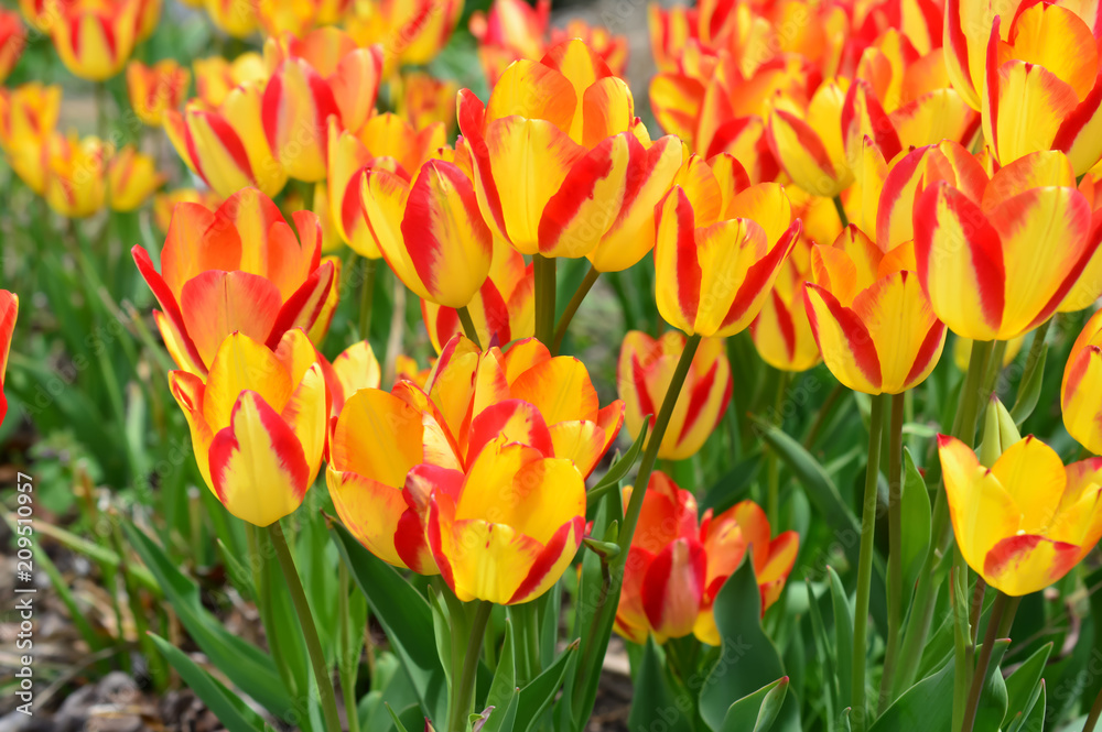 Kiev Tulips at Windmill Island Tulip Garden