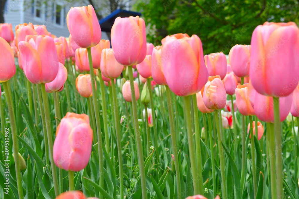 Blushing Lady Tulips at Windmill Island Tulip Garden Blushing Lady Tulips at Windmill Island Tulip Garden