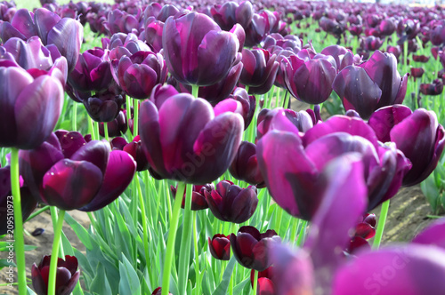 Purple Bouquet Tulips at Woodenshoe Tulip Farm in Woodburn Oregon photo