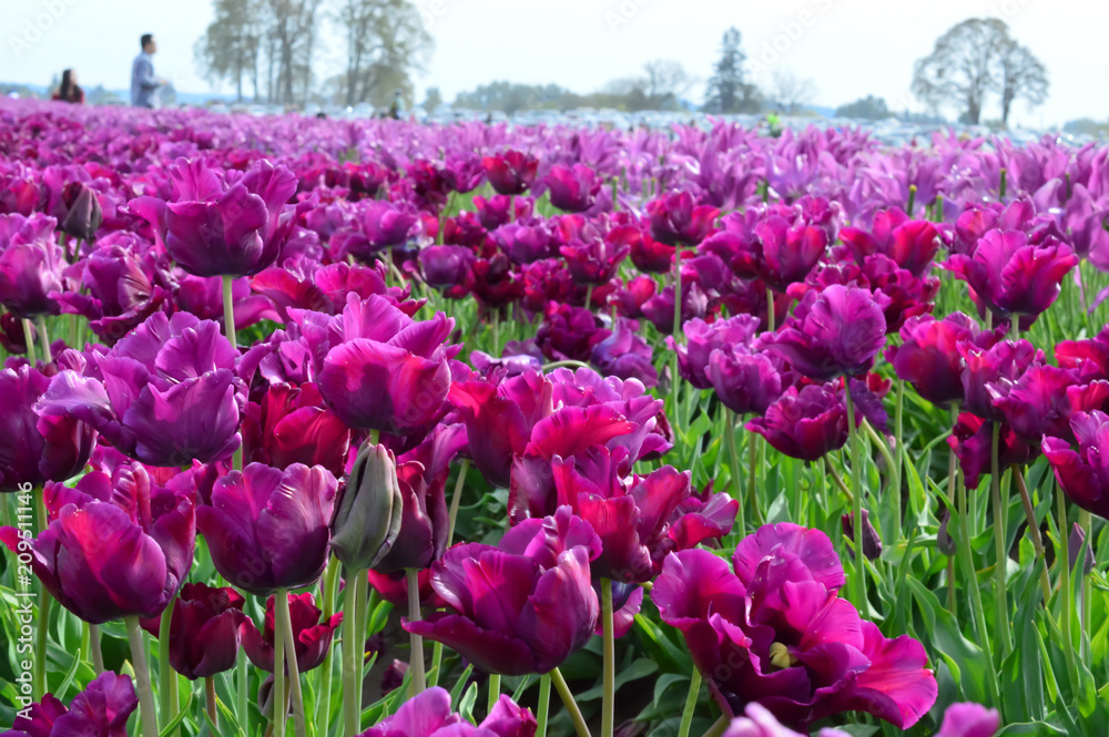Purple Prince Tulips at Woodenshoe Tulip Farm in Woodburn Oregon
