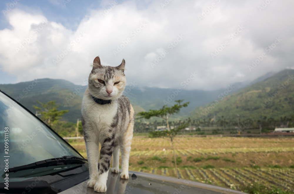 Obraz premium cat on a car