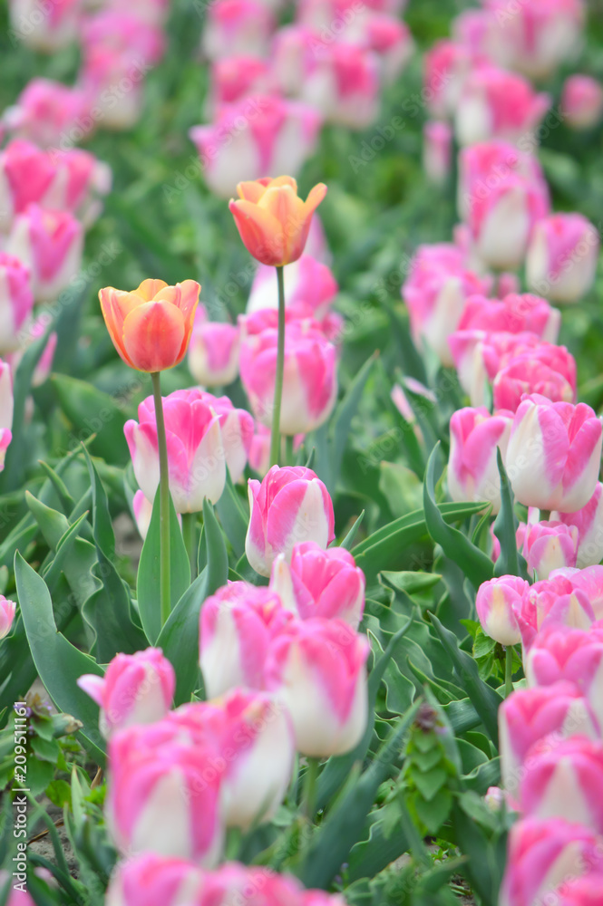 Dreamland Tulips at Windmill Island Tulip Garden Dreamland Tulips at Windmill Island Tulip Garden