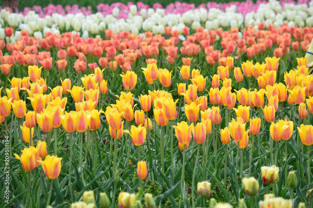 Darwin Mix Tulips at Windmill Island Tulip Garden Darwin Mix Tulips at Windmill Island Tulip Garden