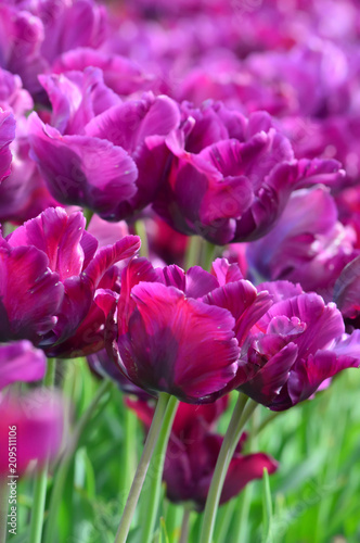 Purple Tulips Wooden Shoe Tulip Farm