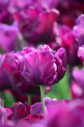 Fototapeta Naklejka Na Ścianę i Meble -  Purple Dream Tulips at Woodenshoe Tulip Farm in Woodburn Oregon