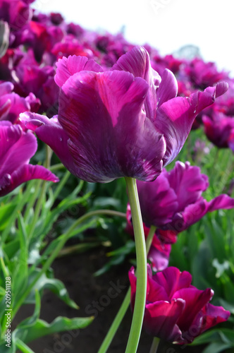 Purple Tulips at Woodenshoe Tulip Farm in Woodburn Oregon