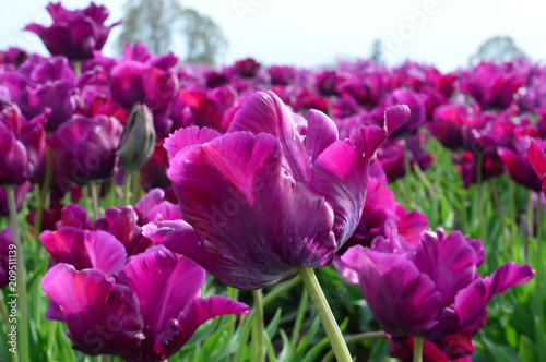 Purple Prince Tulips at Woodenshoe Tulip Farm in Woodburn Oregon