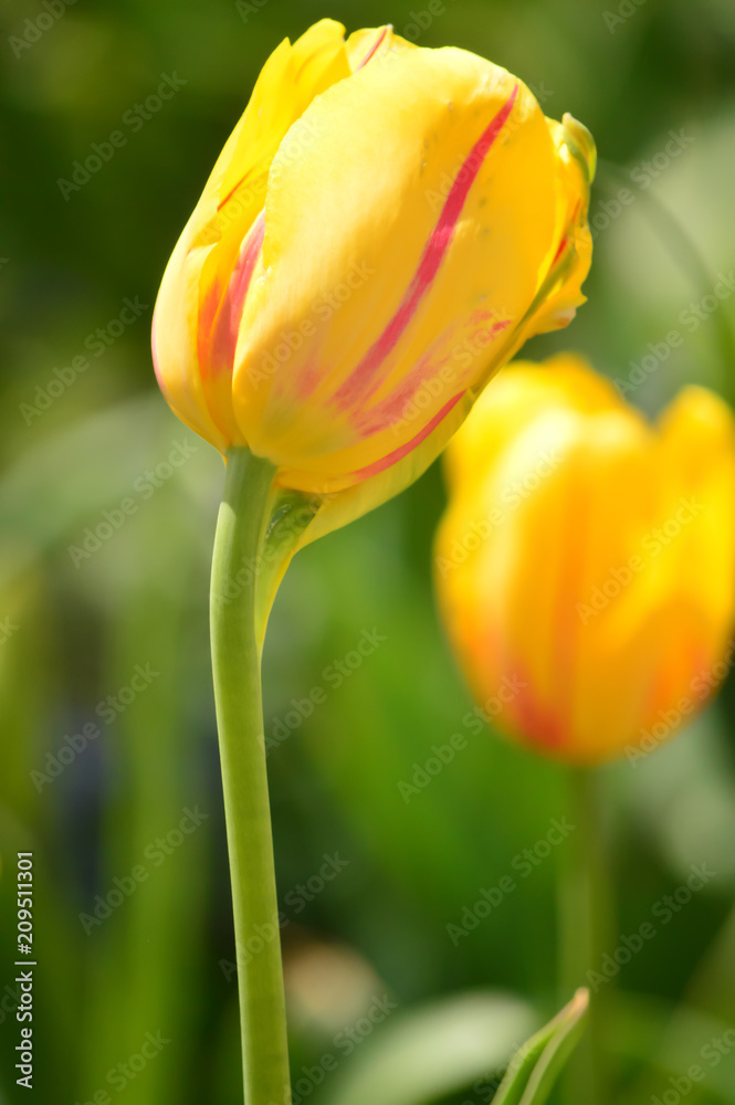 Yellow Mixed Tulips at Windmill Island Tulip Garden Yellow Mixed Tulips at Windmill Island Tulip Garden