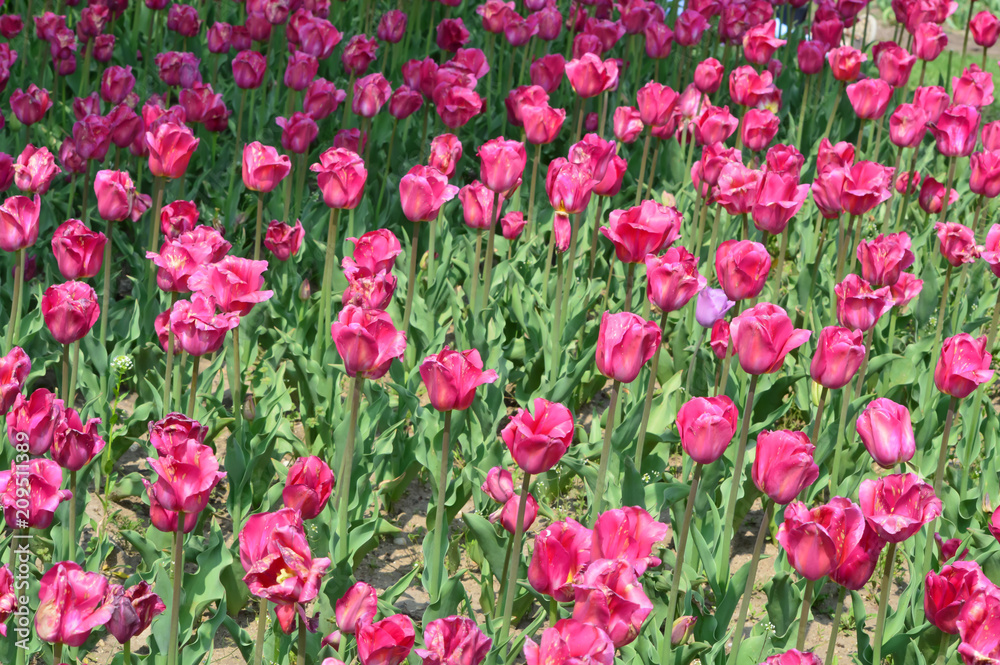 Beau Monde Tulips at Windmill Island Tulip Garden Beau Monde Tulips at Windmill Island Tulip Garden