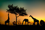 Silhouette Giraffes eats leaves on the hillside at sunset.