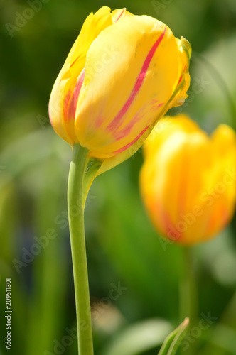 Yellow Mixed Tulips at Windmill Island Tulip Garden