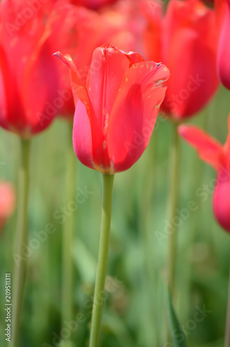 Orange Tulips at Window on the Water Front in Holland