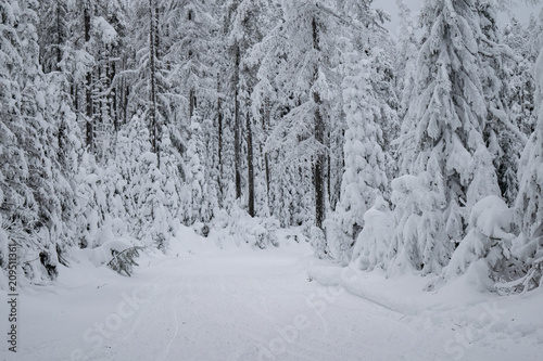 Winter Landscape © Fentventures