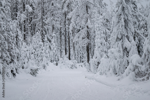 Winter Landscape