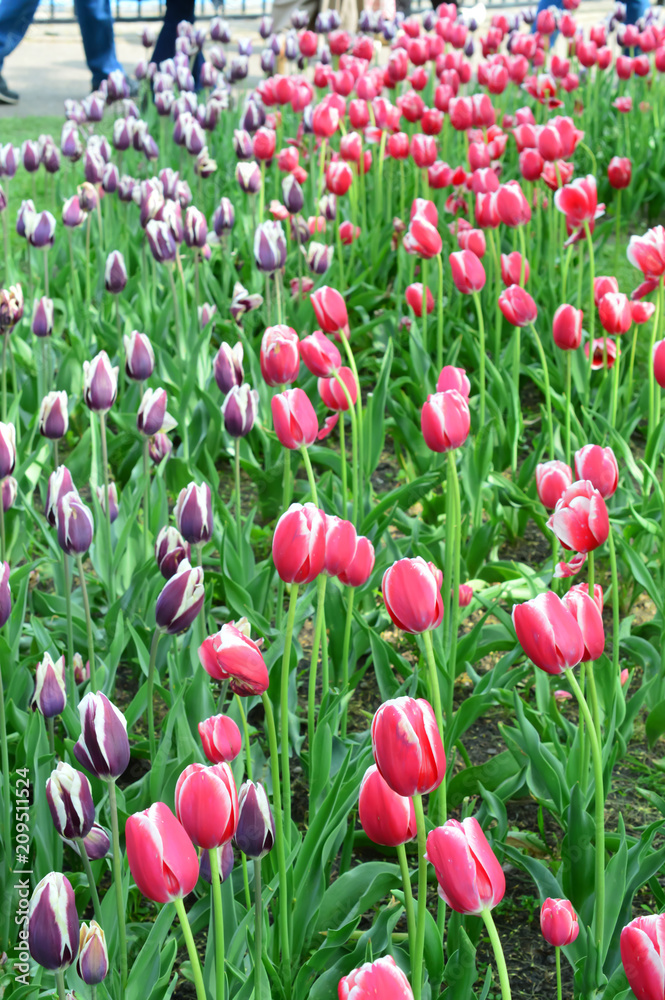 Tulips at Windmill Island Tulip Garden Holland Tulips at Windmill Island Tulip Garden Holland