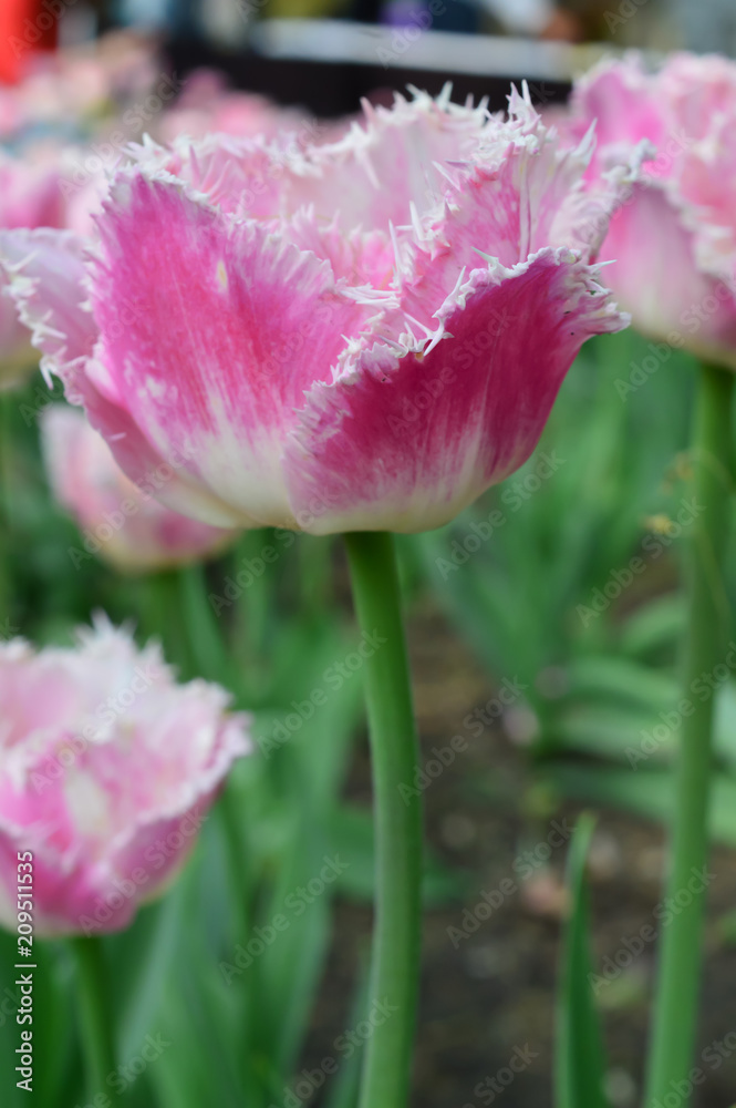 Cummins Tulips at Windmill Island Tulip Garden Cummins Tulips at Windmill Island Tulip Garden