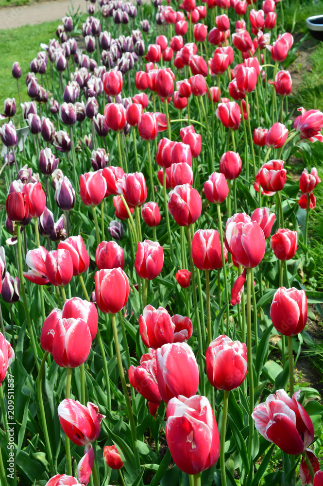 Pirand Emperor Tulips at Windmill Island Tulip Garden Pirand Emperor Tulips at Windmill Island Tulip Garden