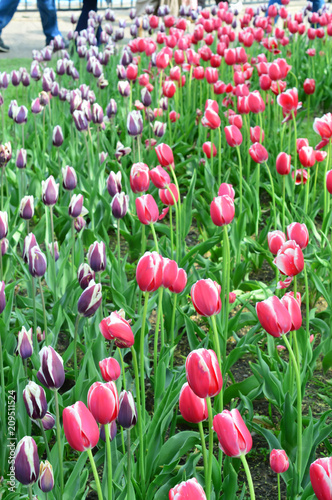 Tulips at Windmill Island Tulip Garden Holland