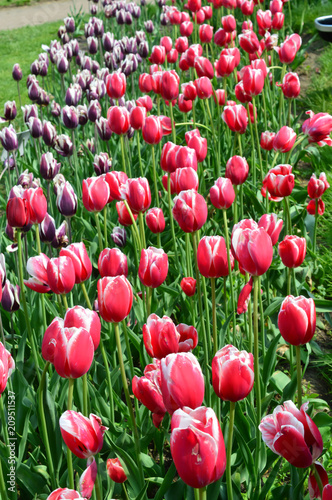 Pirand Emperor Tulips at Windmill Island Tulip Garden