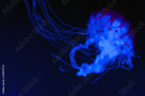 The purple-striped jellyfish  Chrysaora colorata  a species of jellyfish  sea nettle  medusa  Medusozoa   marine animals with umbrella-shaped bells and trailing tentacles  growing under black light