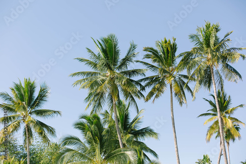 Palm Trees in a Tropical Paradise Bucerias Sayulita Mexico