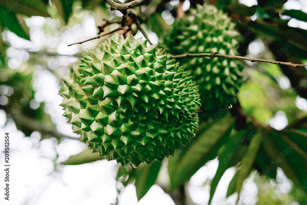 Organically grown exotic and nutritious Durian fruits, cultivated in Asia. Selective focus. Copy space. 