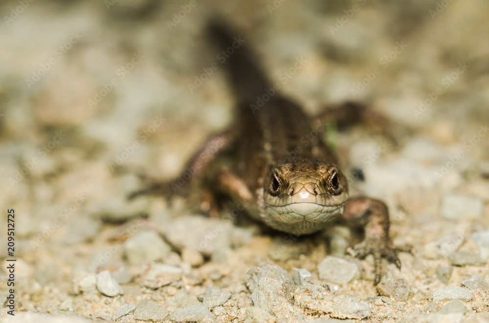 Lizard crawling across the rocky surface Lizard crawling across the rocky surface