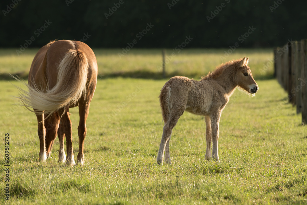 Obraz premium Mutterstute mit Fohlen