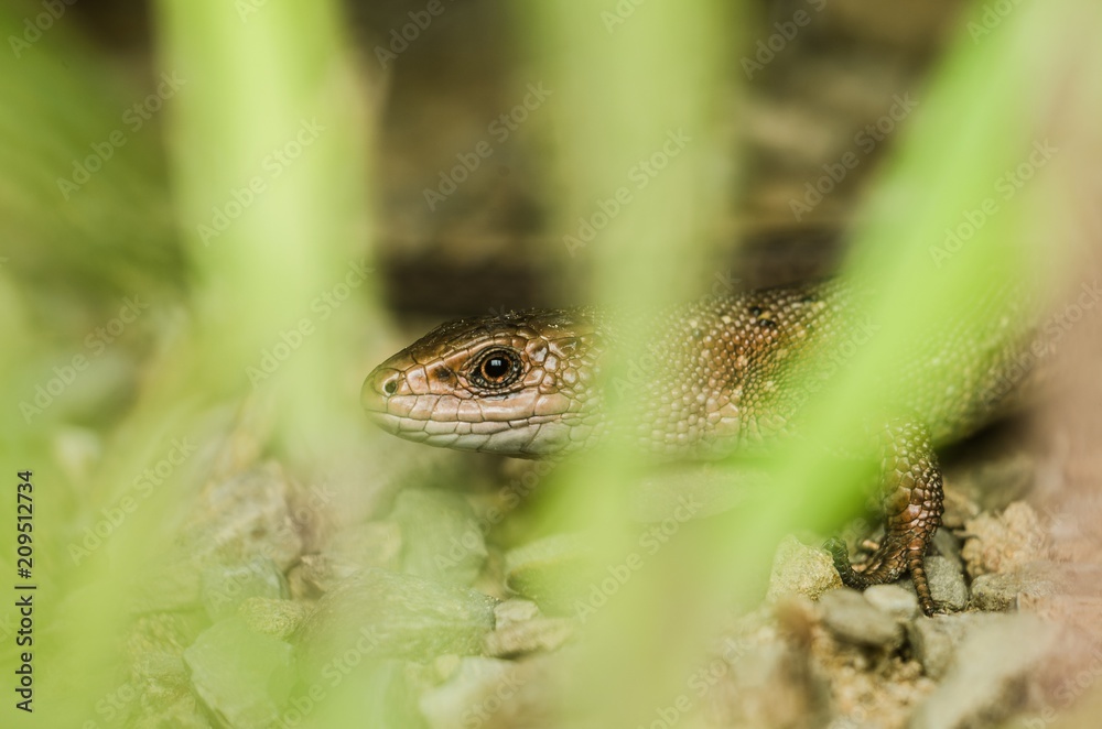 Naklejka premium Lizard crawling across the rocky surface
