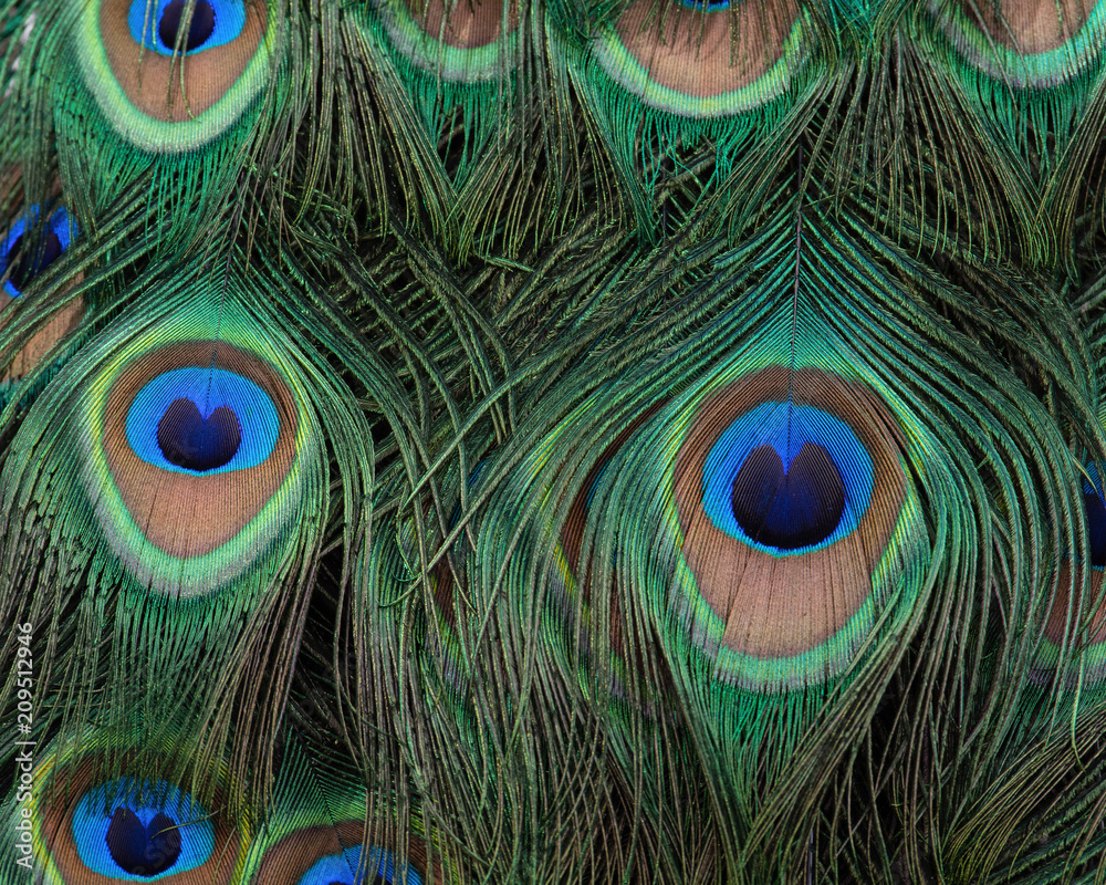 Fototapeta premium Feathers rich detail, color, and texture.