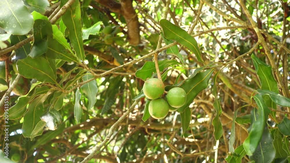 macadamia nuts hanging on tree
