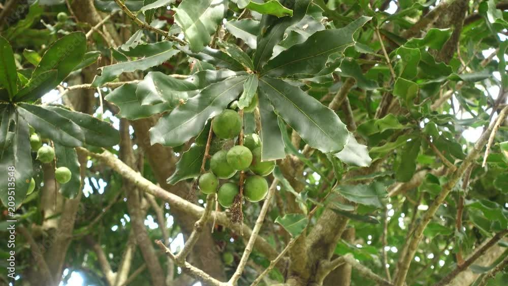 macadamia nuts hanging on tree