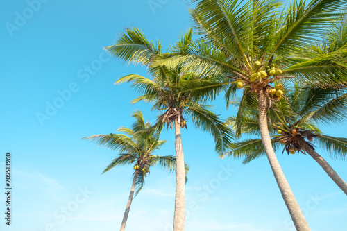 Beautiful palm tree on tropical beach
