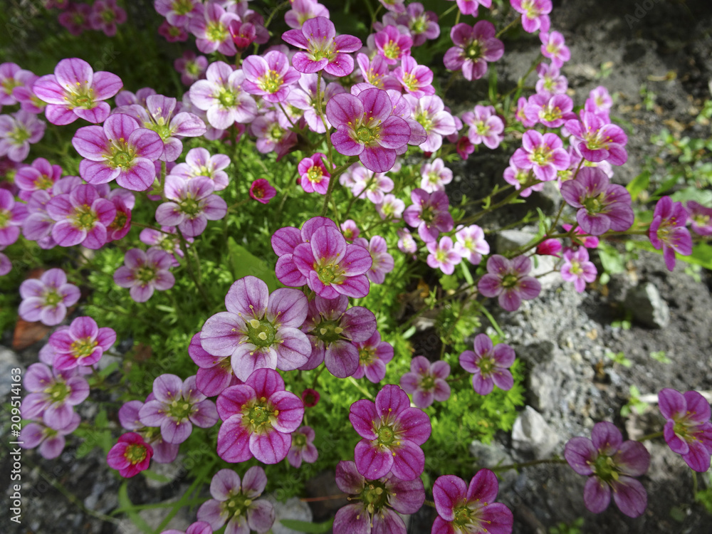 small lawn pink-purple flowers form a grass pillow