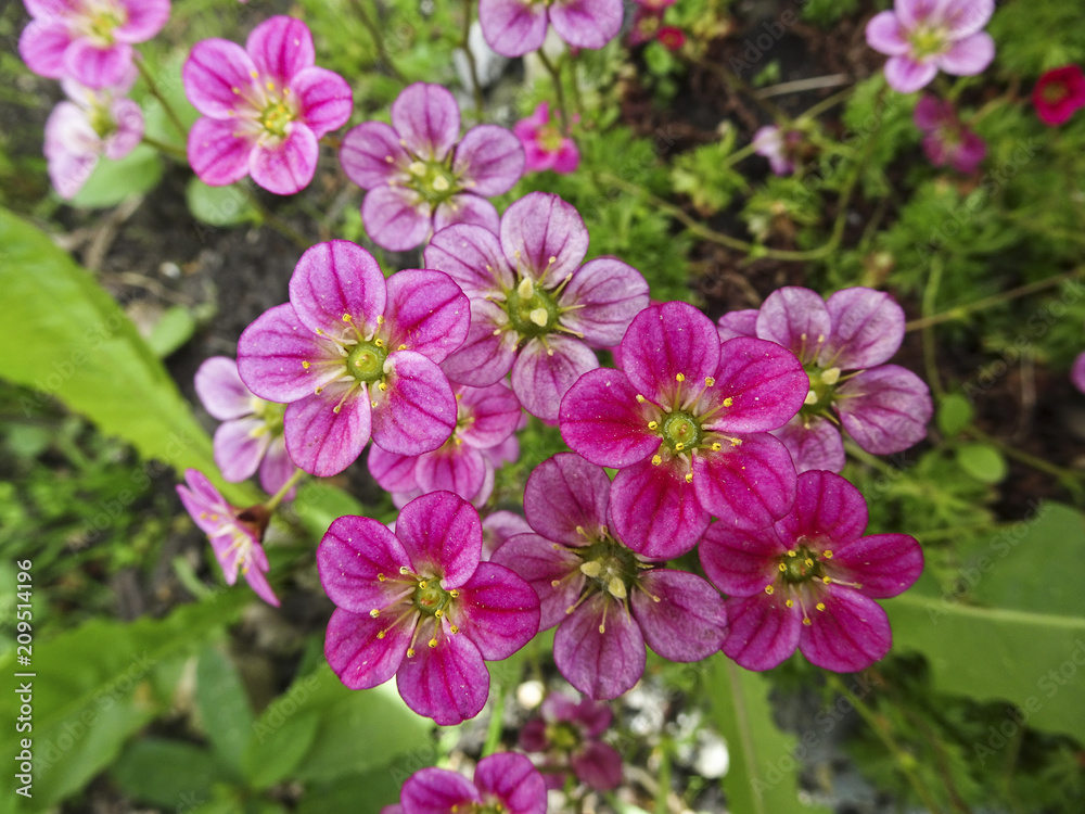 small lawn pink-purple flowers form a grass pillow