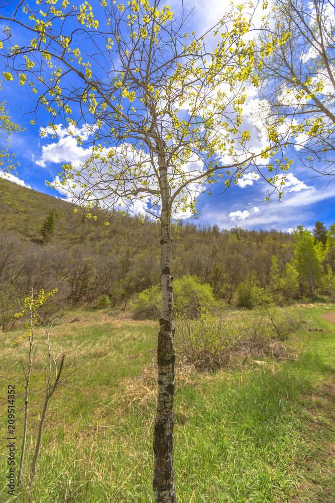 The Utah state tree seen on a hike The Utah state tree seen on a hike