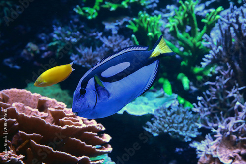 Fototapeta Naklejka Na Ścianę i Meble -  Colorful tropical fish and coral. Powder blue tang.  