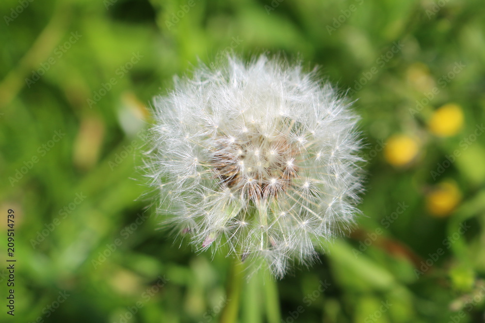 dandelion, flower, nature, plant, green, seed, grass, summer, white, spring, flora, weed, seeds, blowball, macro, flowers, meadow, wind, blossom, field, beauty, fluffy, growth, outdoors, closeup dandelion, flower, nature, plant, green, seed, grass, summer, white, spring, flora, weed, seeds, blowball, macro, flowers, meadow, wind, blossom, field, beauty, fluffy, growth, outdoors, closeup