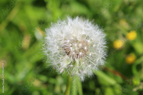 dandelion  flower  nature  plant  green  seed  grass  summer  white  spring  flora  weed  seeds  blowball  macro  flowers  meadow  wind  blossom  field  beauty  fluffy  growth  outdoors  closeup