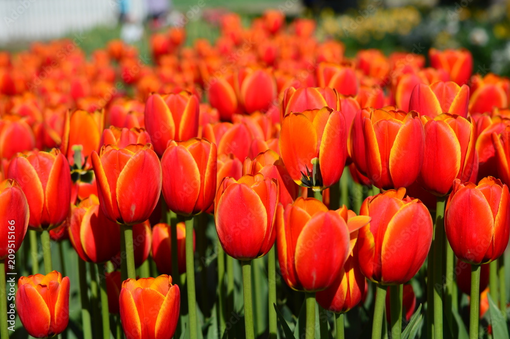 Apeldoorn's Elite Tulip - Veldheer Tulip Garden in Holland Apeldoorn's Elite Tulip - Veldheer Tulip Garden in Holland