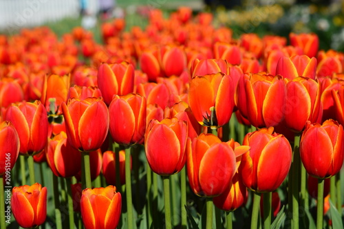 Apeldoorn s Elite Tulip - Veldheer Tulip Garden in Holland