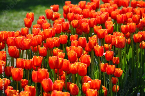 Oxford Elite Tulips at Veldheer Tulip Garden in Holland photo